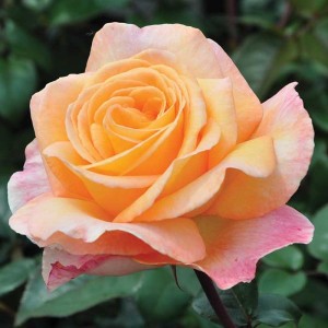 SCENTED MEMORY (hybrid tea)